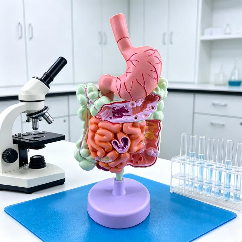 Modèle d'enseignement patholog - Medical Lab Observer avis et prix
